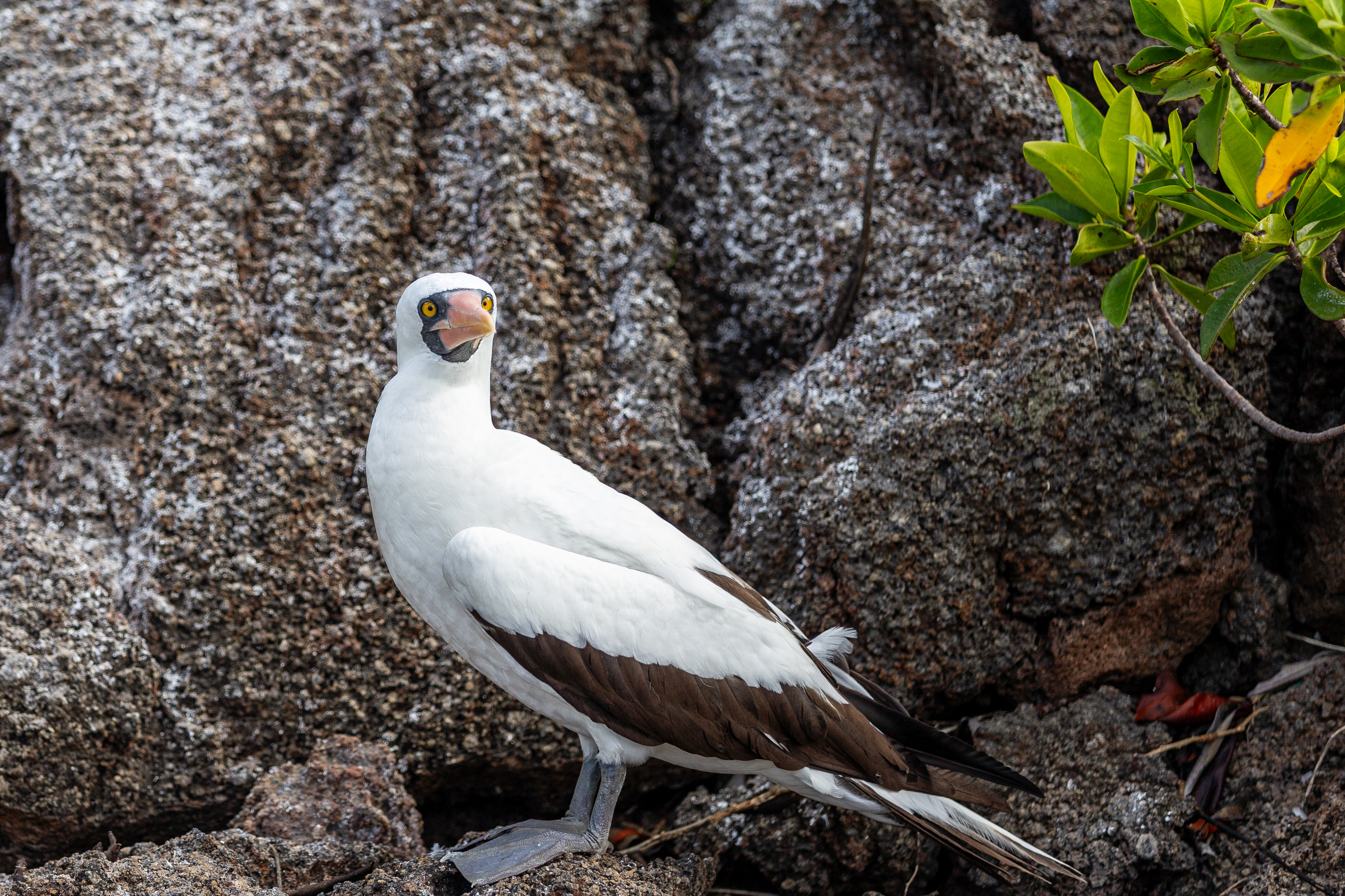 Nazca booby looking at the camera from a rocky ledge
